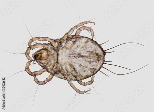 House dust mite closeup