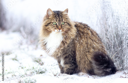 winter portrait of a Siberian cat