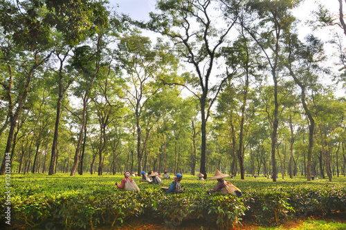 Women tea garden workers pluck tea leaves in Assam - India