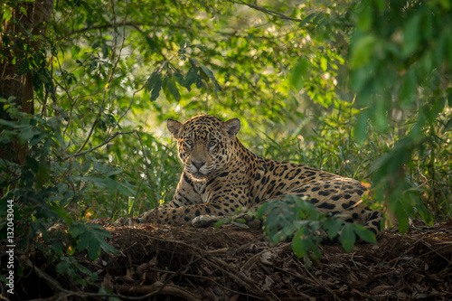 Jaguar resting in the jungle