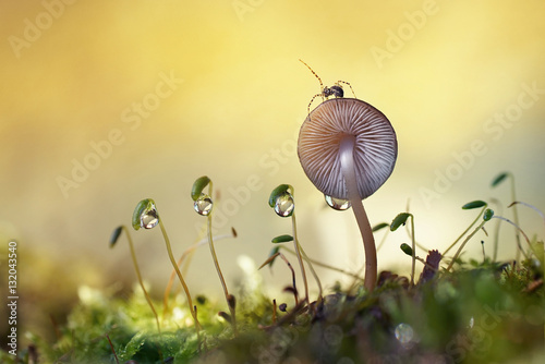 Little cute spider on mushroom in forest summer spring outdoors close-up macro on gentle blurred golden background. Large drops of water dew on plants moss. Amazing fairy magic merry artistic image.