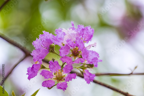 Lagerstroemia floribunda