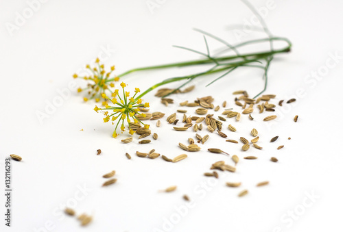 fennel seeds and flowers scattered on the white background