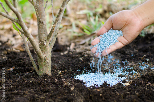 Farmer hand giving chemical fertilizer to young tree