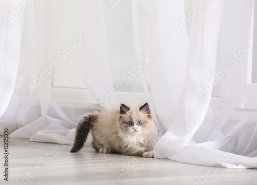 Cute little kitten playing with curtain at home