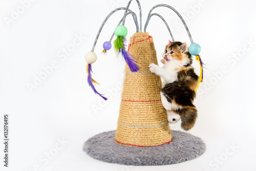 kitten playing with the scraper in a white background