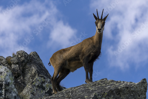 Tatra chamois in the natural environment