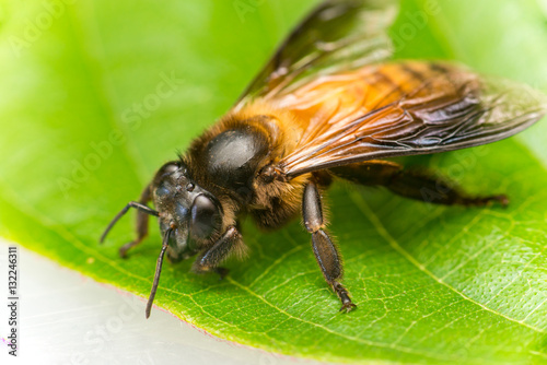 Stingless Male drone Giant Honey Bee, (Apis dorsata), with 3 ocellis on its head, on a green leaf and white surface, showing its left and back side