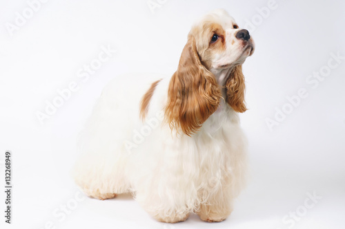 White and red American Cocker Spaniel dog staying indoors on a white background