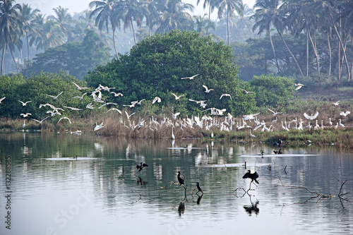 Flock of migratory heron and stork birds flying and settling on a lake in the winter morning for feeding in Goa, India