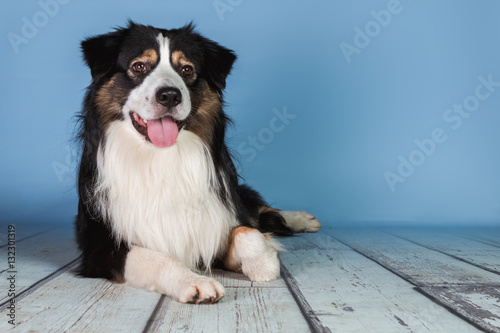 Milow American Shepherd liegen