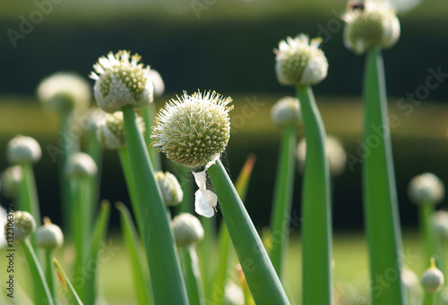 Allium fistulosum / Welsh onion 