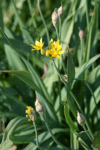 Allium moly