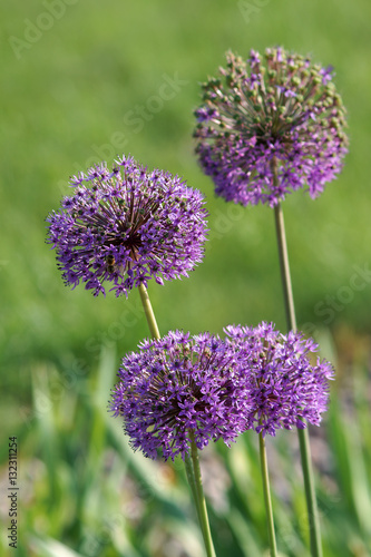 Allium Stratos