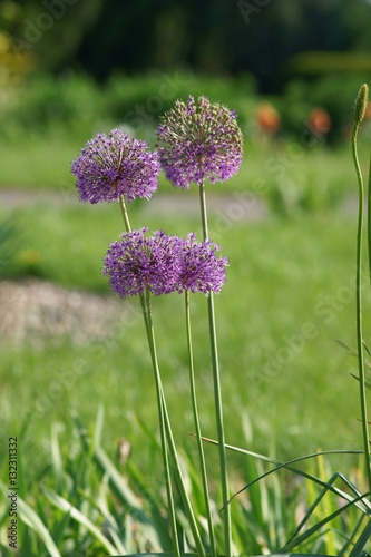 Allium Stratos