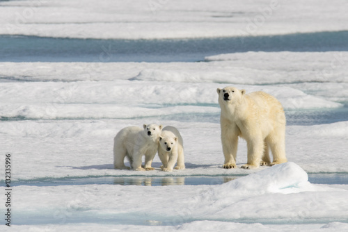 Polar bear mother (Ursus maritimus) and twin cubs on the pack ic