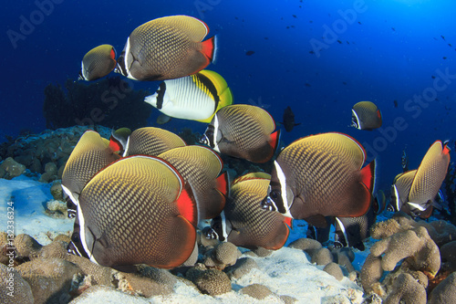 Underwater coral reef and fish in ocean