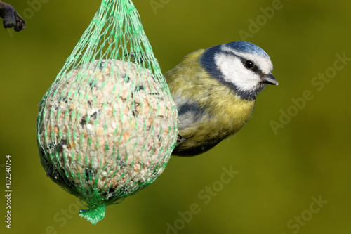 Blaumeise am Meisenknödel