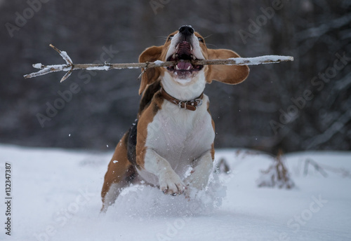 Собака породы бигль трехцветного окраса на прогулке в зимнем лесу бегает с палкой в зубах