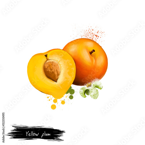 Yellow plum fruit isolated on white. Digital art watercollor illustration. Mirabelle plum or prune edible drupaceous fruit of mirabelle plum tree, cultivar of tplum tree of genus Prunus.