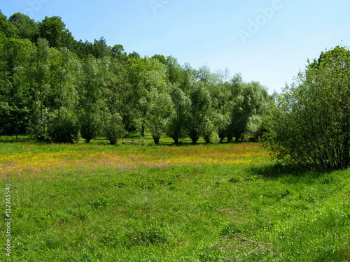 Wiosenna łąka