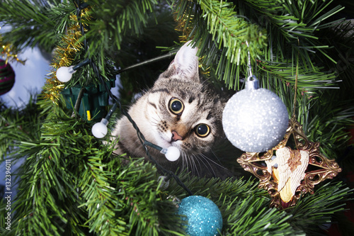 Cat on Christmas tree. Naughty kitten. New Year