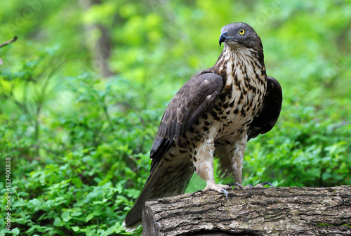 Wespenbussard