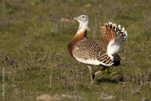 Male of Great bustard in mating season. Otis tarda