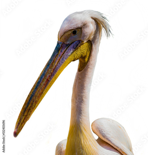 beautiful pink pelican