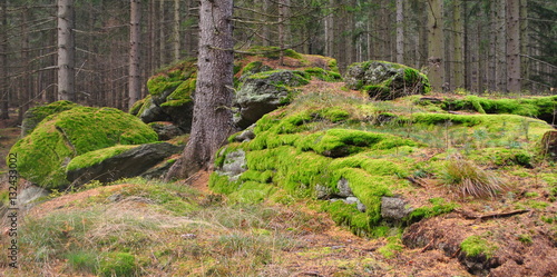 Omszałe skały w lesie