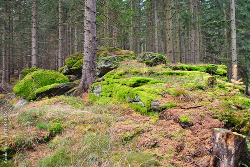 Omszałe kamenie w lesie