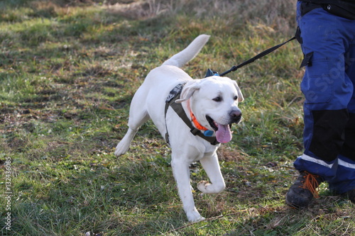 Labrador szuka ludzi