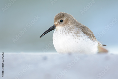 Alpenstrandläufer ei der Nahrungssuche am Strand