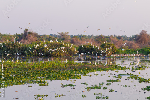 Beautiful Pantanal landscape, South America, Brazil