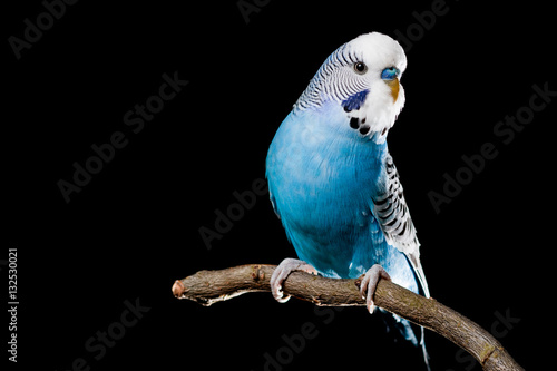 Isolated image of a blue budgie on a branch