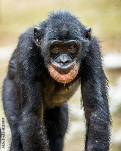The portrait of juvenile Bonobo. The Bonobo ( Pan paniscus), called the pygmy chimpanzee. Democratic Republic of Congo. Africa