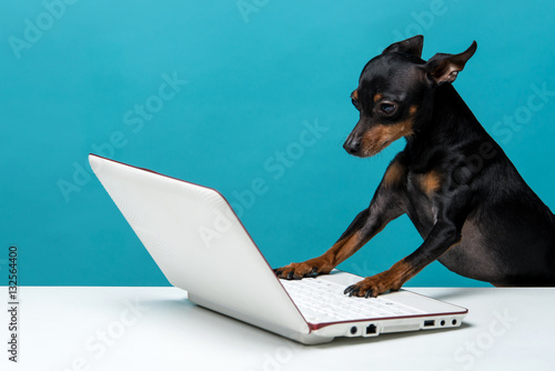 Cute dog who enjoy the laptop computer on blue background