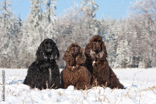 Portrait of three nice american cocker spaniel