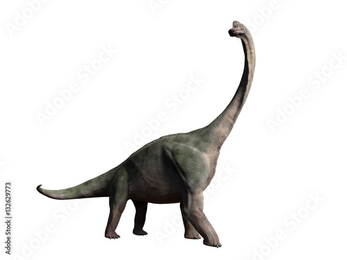 Brachiosaurus altithorax from the late Jurassic isolated on white background (3d illustration)