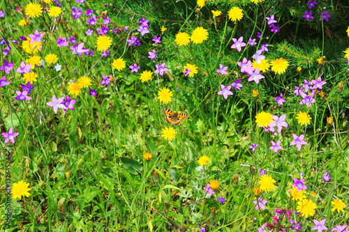 summer meadow with flowers and a butterfly