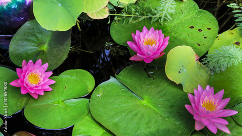 Water lotus in a pond