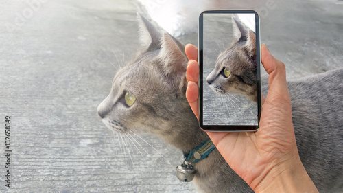 cat, cat on smart phone , take a photo of a cat smartphone