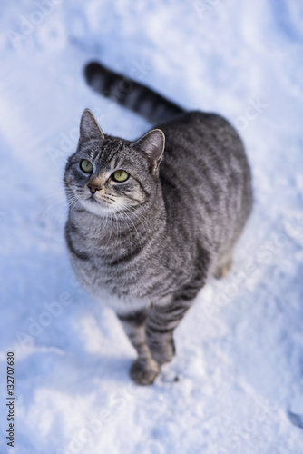 CAT WINTER