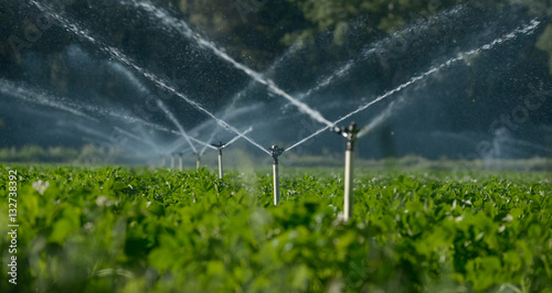 Water sprinklers irrigating a field.