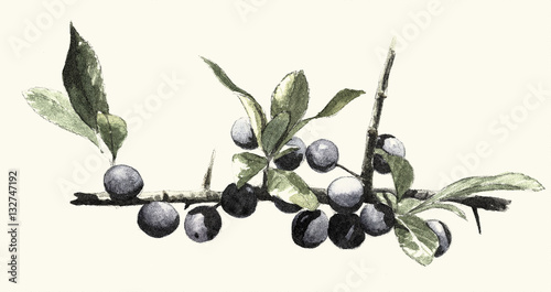 Blackthorn, Digital engraving vintage botanical