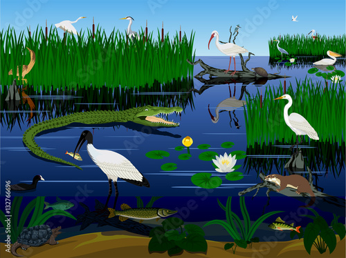 vector wetland Pantanal Florida Everglades landscape with animals