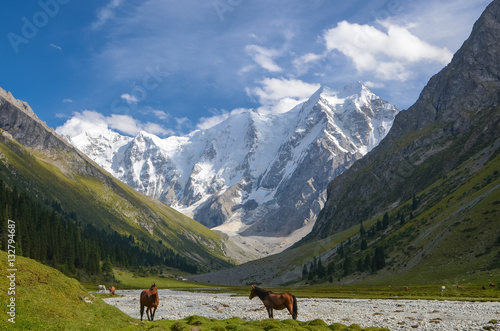 Wild horses on a sunny meadow in the mountains. Herd of horses grazing in picturesque mountains in Tian Shan mountain, Karakol, Kyrgyzstan, Jety-Oguz, Central Asia. 