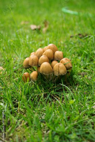 Mushrooms in lawn