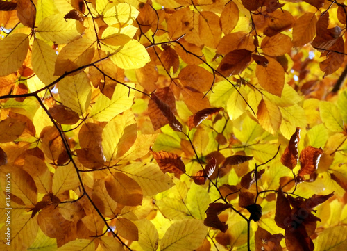 golden autumnal beech leaves detail
