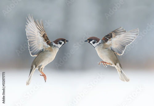 pair the funny birds sparrows are flying towards each other, wings spread
